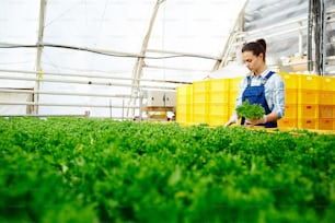 Young attractive Caucasian woman in working uniform picking fresh organic lettuce in large industrial greenhouse