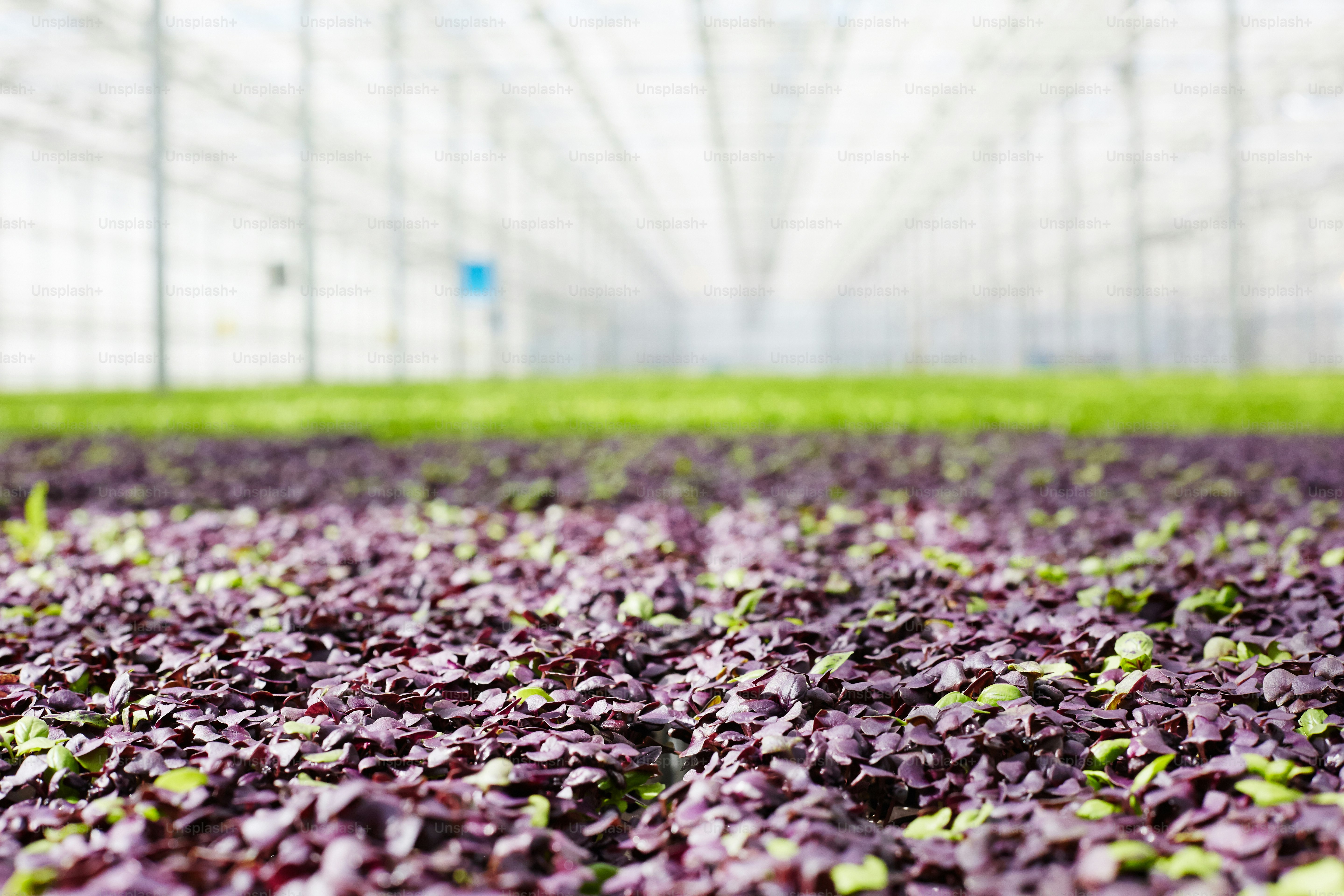 Plántulas mixtas de lechuga morada y verde que crecen en un enorme invernadero moderno