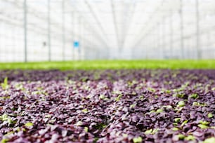 Mixed seedlings of purple and green lettuce growing in huge modern hothouse