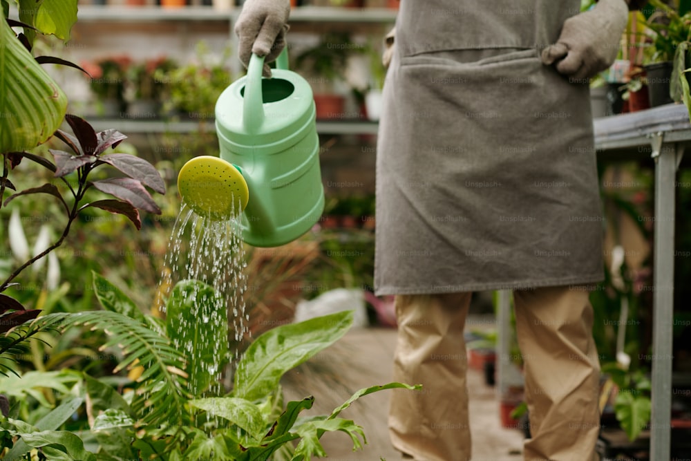 Close-up do jardineiro no avental usando regador para regar plantas verdes na estufa