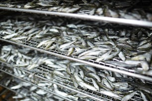 Fresh frozen anchovy on shelves of huge industrial refrigerator