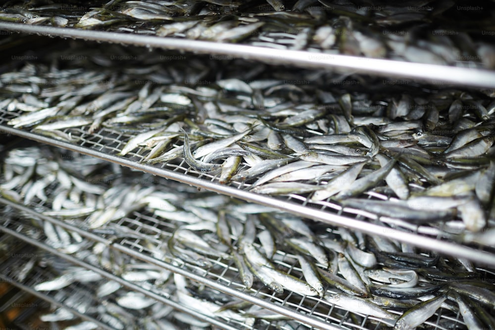 Fresh frozen anchovy on shelves of huge industrial refrigerator