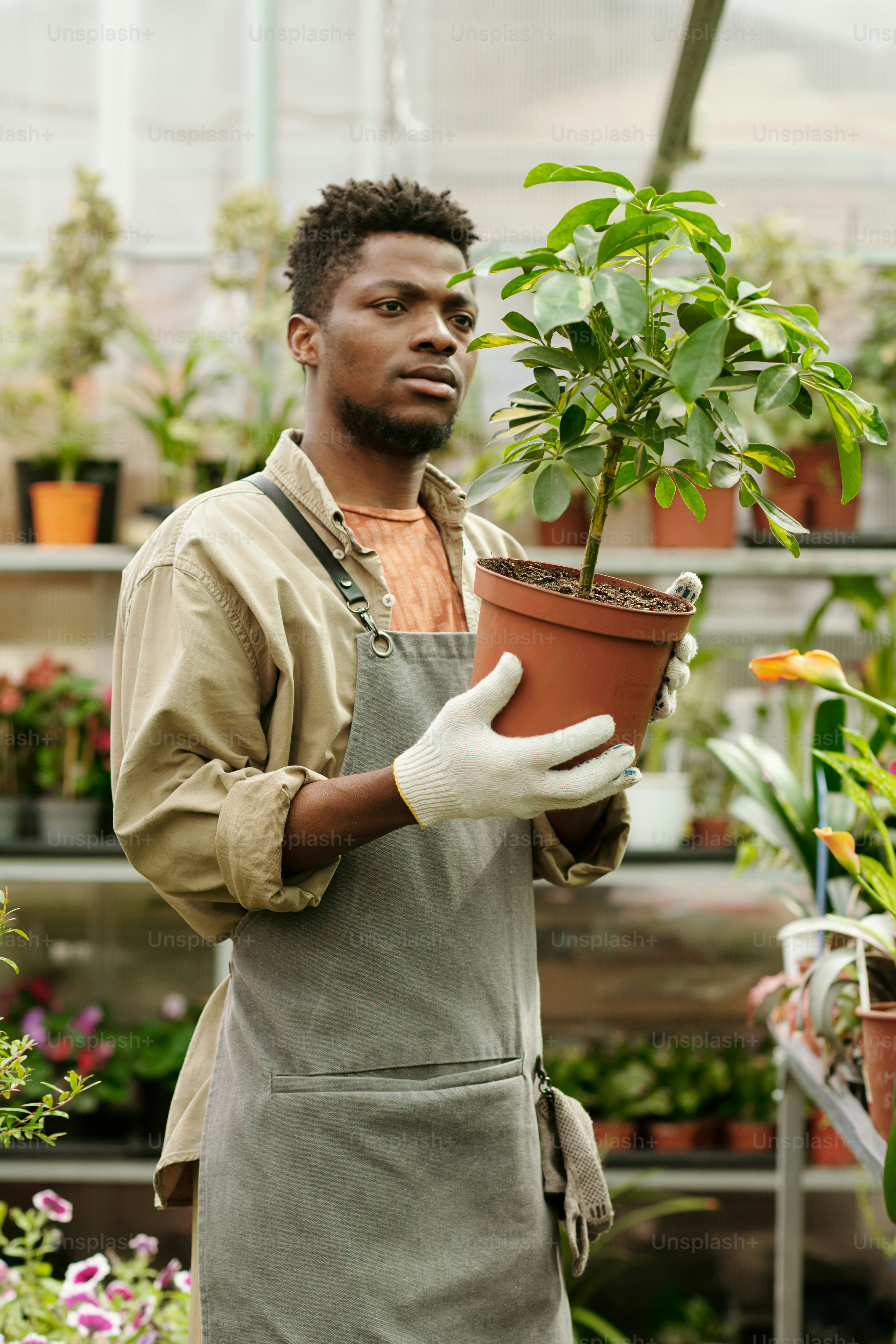 Joven jardinero africano con delantal sosteniendo una planta en maceta en sus manos y examinando las hojas antes de venderlas en la floristería