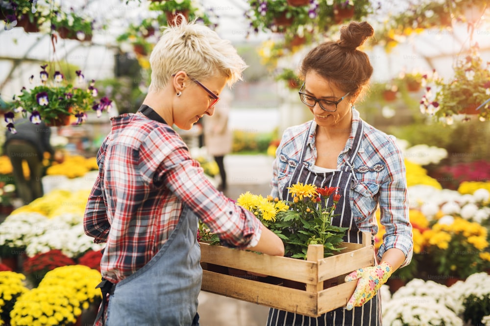 Two charming cute florist female workers standing in the sunny greenhouse while taking flowers from wooden box.