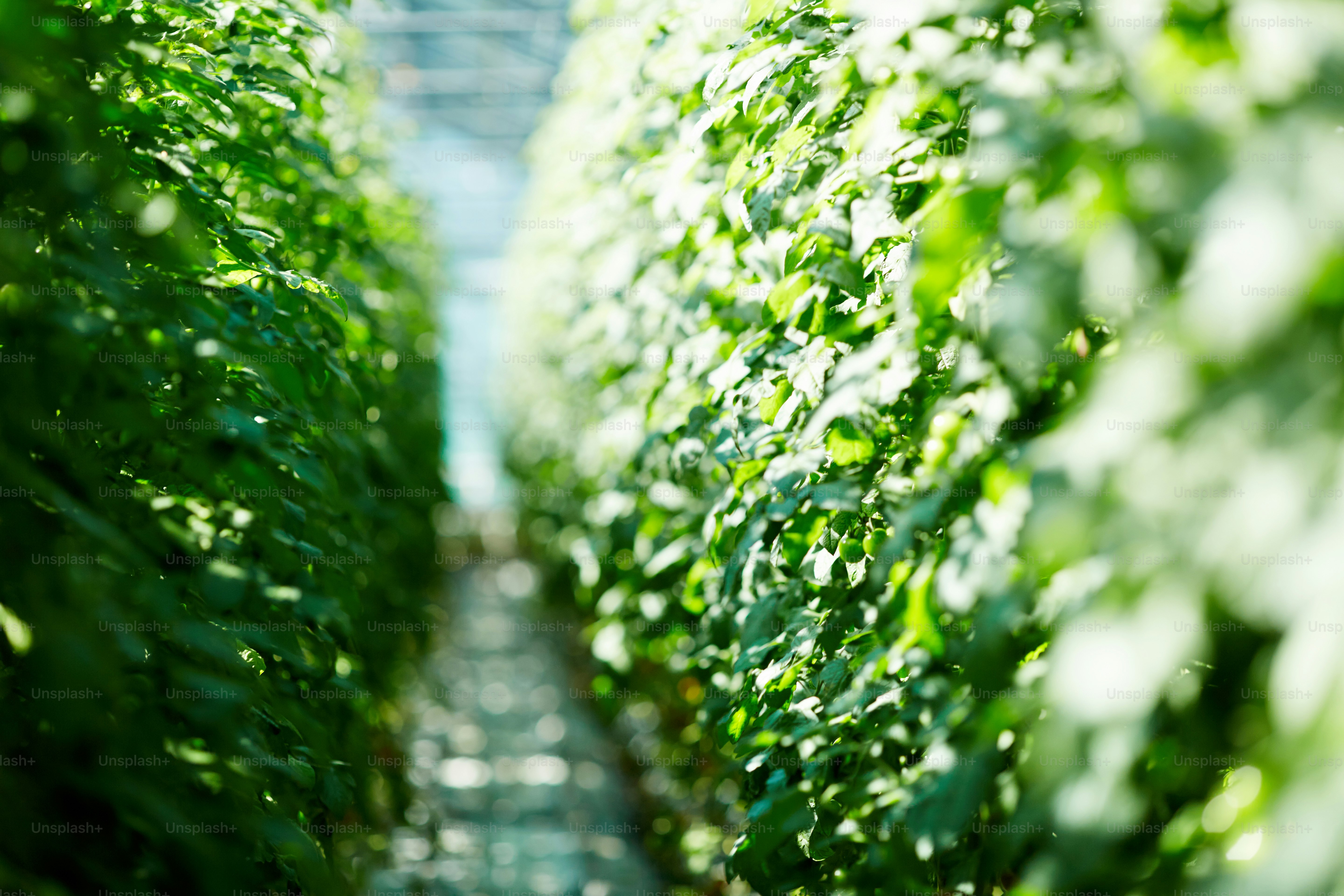 Rica vegetación verde cultivada por agricultores contemporáneos o ingenieros agrónomos en invernadero