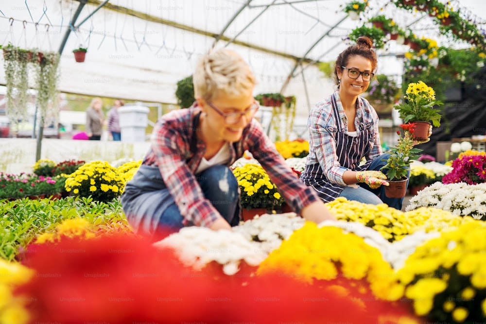 Two pretty attractive busy florist girls with eyeglasses working in the sunny greenhouse full of flowers and sorting while one of them looking at the camera.