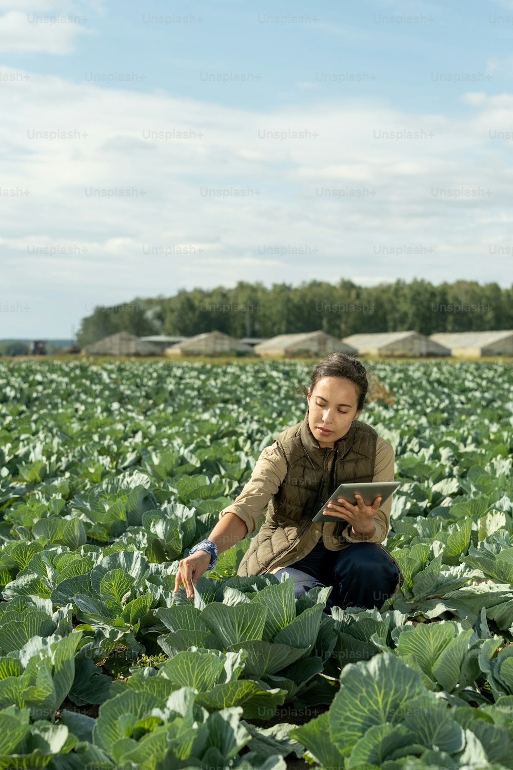 양배추 줄에 웅크리고 농장에서 양배추 잎을 만지는 태블릿을 가진 진지한 젊은 여성 농업 전문가