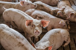 Viehzucht, Fleischindustrie und Schweinezucht. Ein niedliches neugieriges Schwein, das mit anderen Schweinen im Kot steht und in die Kamera schaut.
