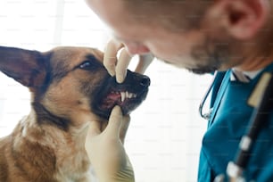 Männlicher Tierarzt überprüft die Zähne eines kranken Hundes während des Termins in Kliniken