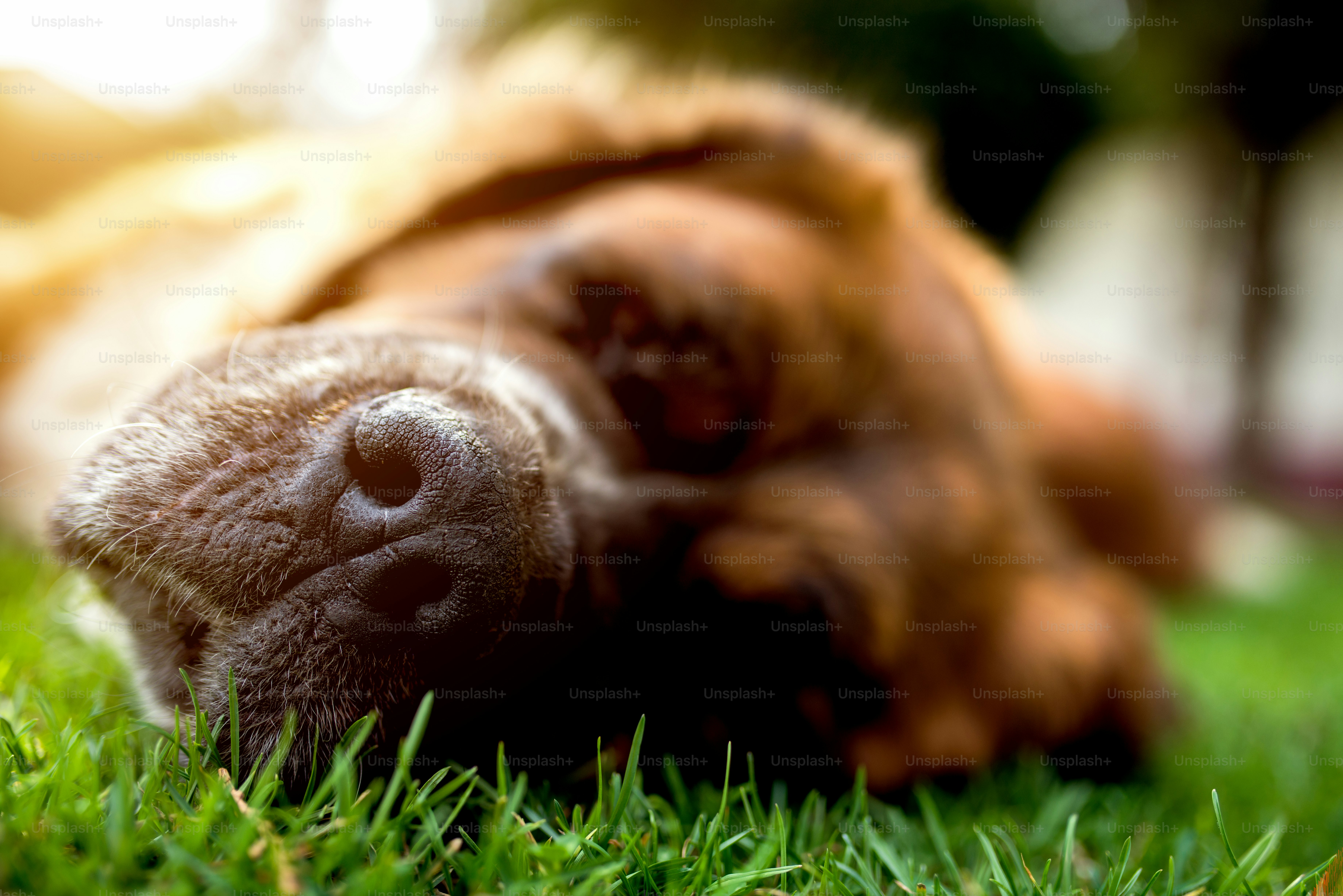 Hundenase, Hund schläft auf grünem Gras. Sommer sonniger Tag