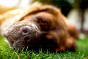 개 코, 푸른 잔디에서 자는 개. 여름 화창한 날.