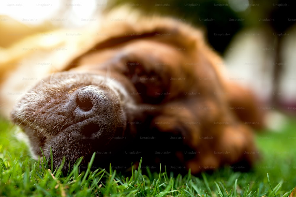 Dog nose, dog sleeping on green grass. Summer sunny day.