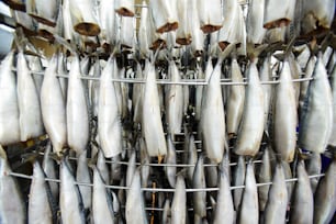 Maquereaux crus suspendus à des fils avant le traitement de la fumée dans une usine de poisson