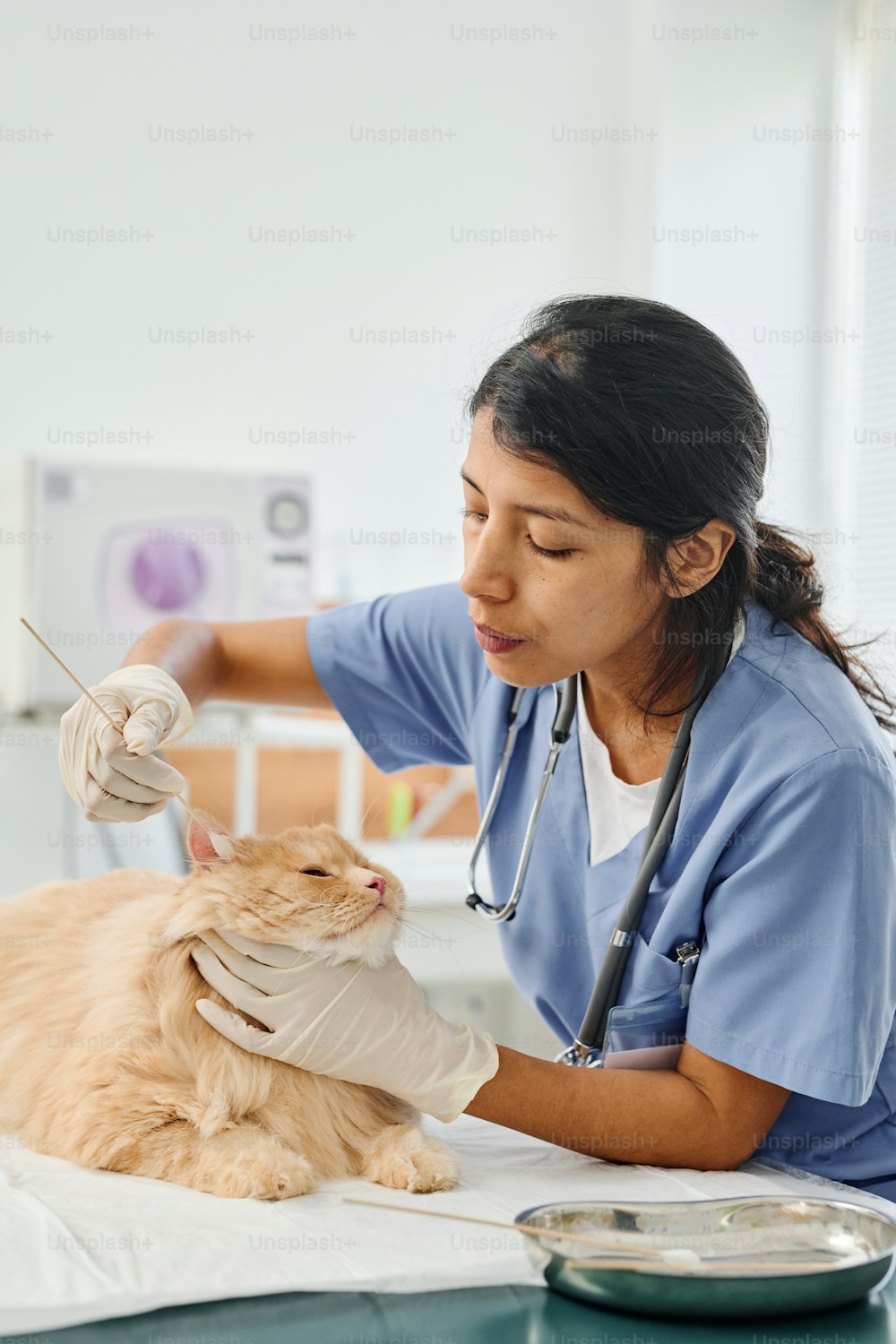 Modern female Hispanic vet carefully cleaning ginger cats ears during appointment in clinic