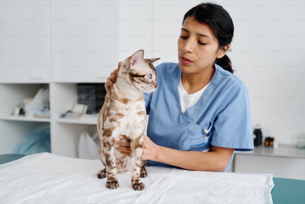 Horizontal medium shot of young adult Hispanic female veterinarian palpating bengal cat during appointment in exam room