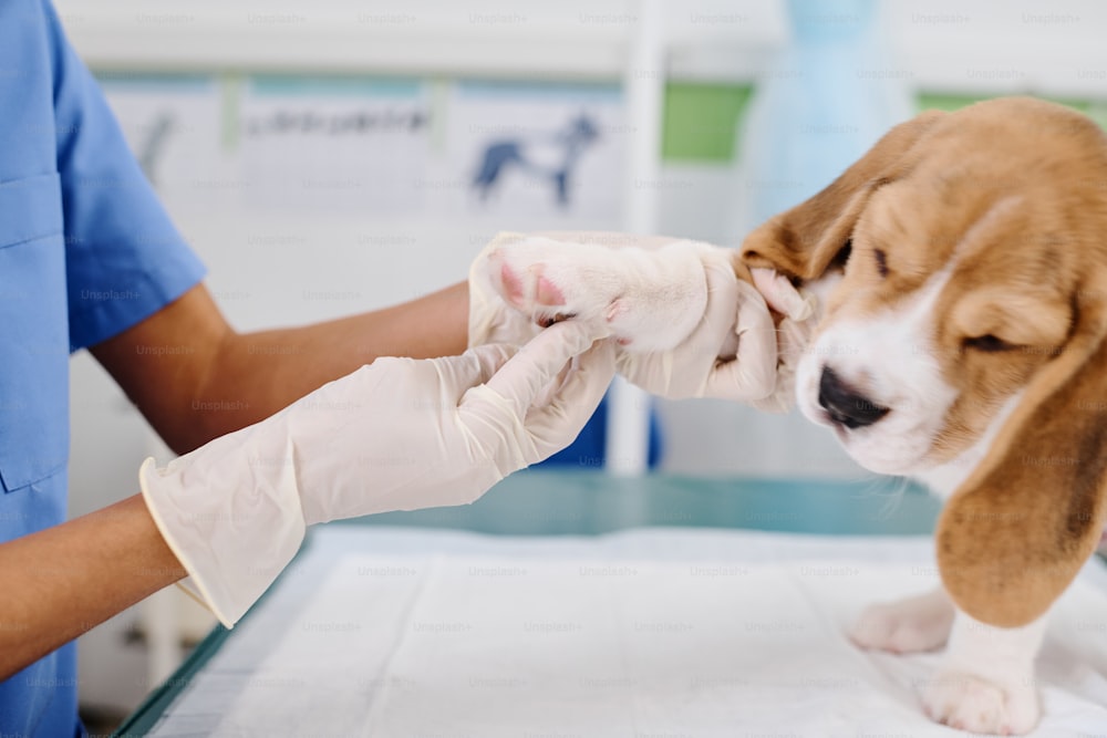 ラテックス手袋をはめた認識できない医師が、前足を触診するかわいい子犬の健康状態をチェックしています