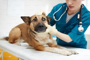 Lindo perro pastor acostado en la mesa médica mientras el veterinario lo examina en las clínicas