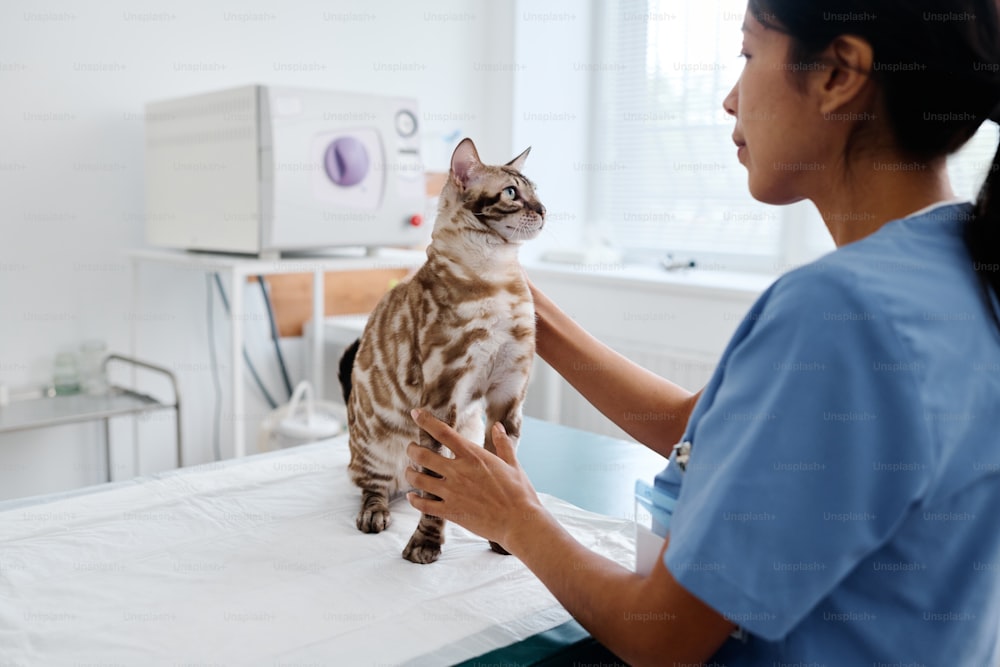 Junge hispanische Frau, die in einer modernen Tierklinik arbeitet und im Untersuchungsraum steht und eine schöne bengalische Katze untersucht