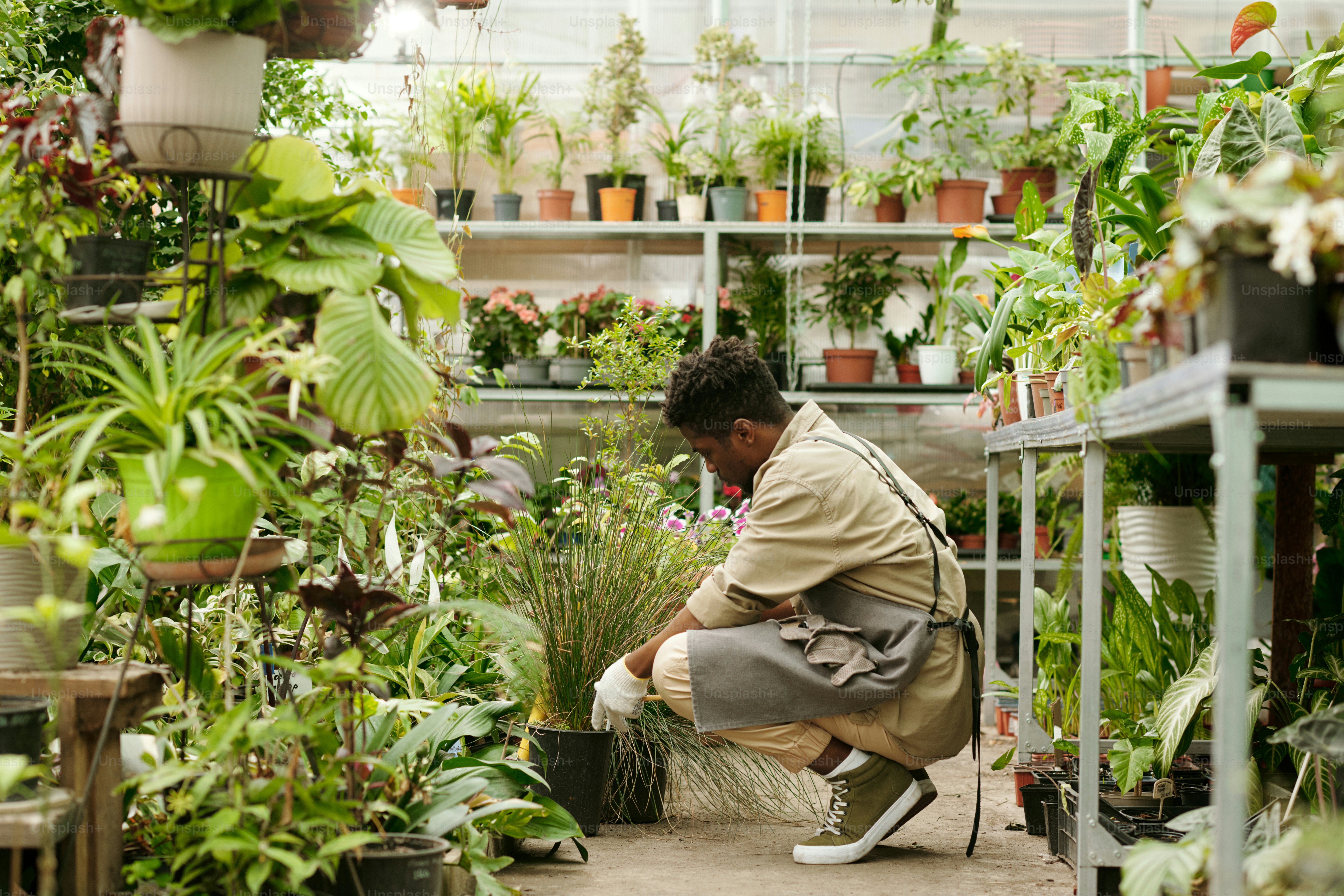 African young gardener in workwear transplanting green plants in pots while working in flower shop