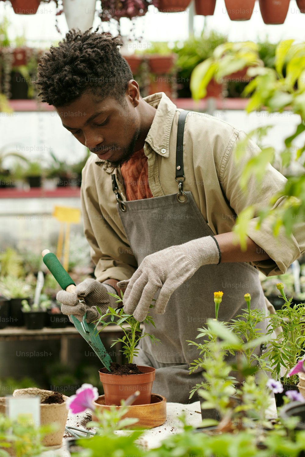 Afrikanischer junger Gärtner in Arbeitskleidung pflanzt Zimmerpflanze im Topf am Tisch Arbeit im Gewächshaus