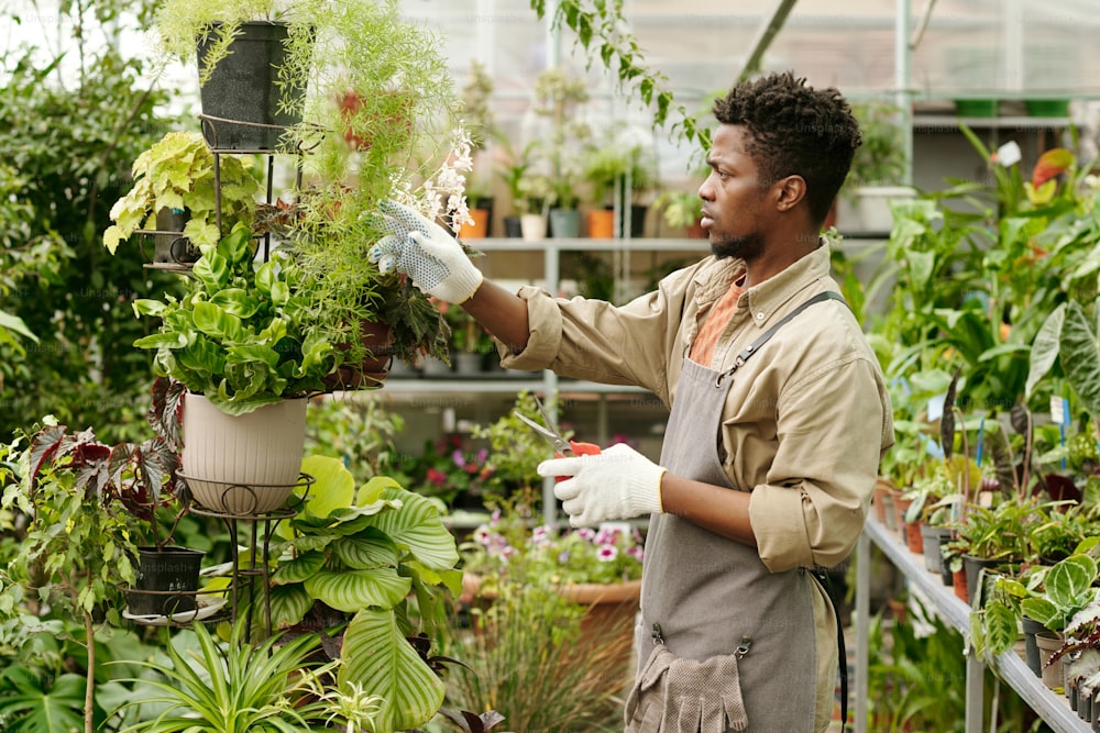 작업복을 입은 아프리카의 젊은 정원사가 꽃집에서 일하는 동안 화분의 잎을 검사하고 있다