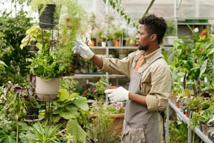 African young gardener in workwear examining leaves of potted plants during his work in flower shop