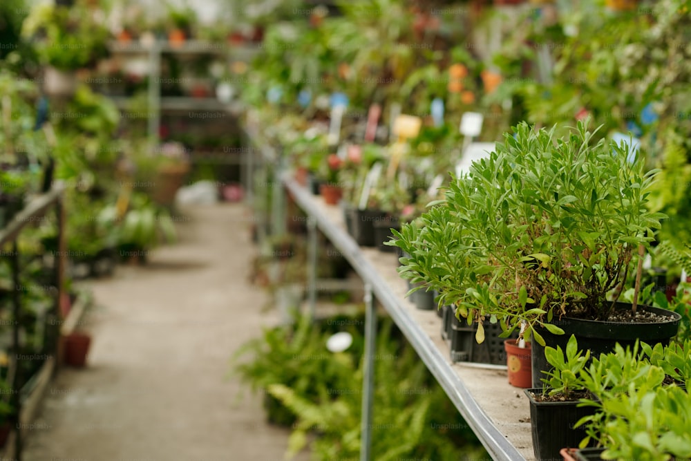 Imagem horizontal de vasos de plantas de diferentes tipos em pé no balcão em uma fileira na floricultura