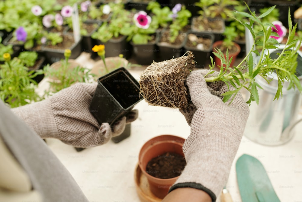 새 냄비에 이식하기 위해 실내 식물을 꺼내는 정원사의 클로즈업