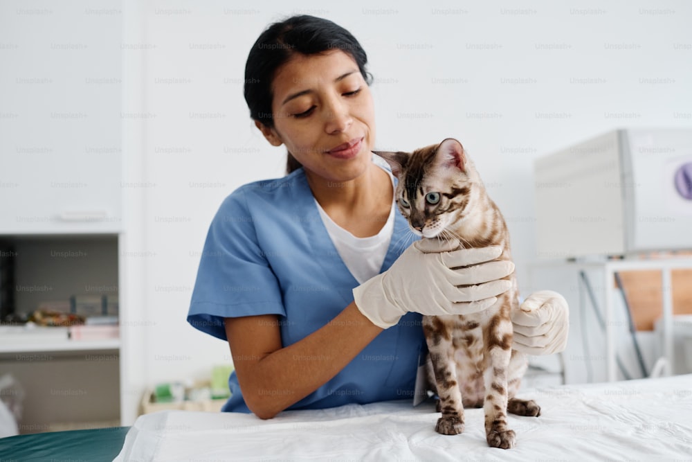 Young adult Hispanic woman enjoying working in modern vet clinic doing medical check-up for beautiful cat