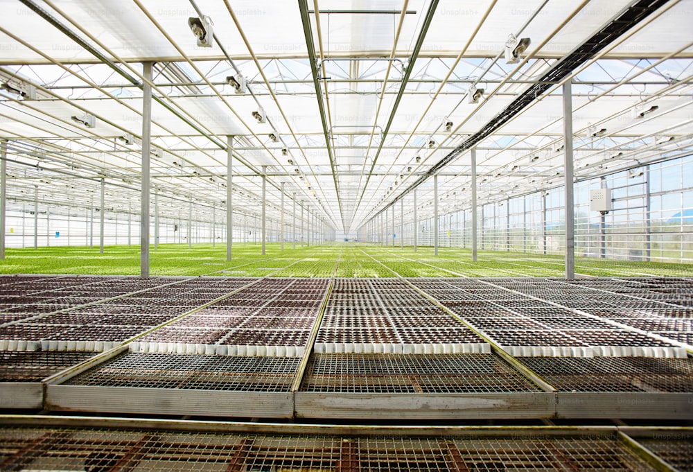Spezielle Gitter für Boxen mit Setzlingen und wachsenden Pflanzen perspektivisch im großen Gewächshaus