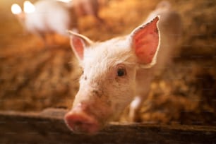 Un lechón pequeño en la granja. Cerdos en un establo. Retrato de poca profundidad de campo de un cerdo joven en la granja.