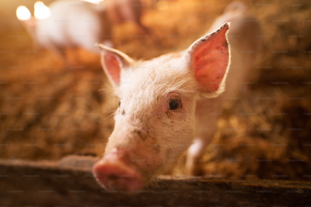 Ein kleines Ferkel auf dem Bauernhof. Schweine in einem Stall. Flache Tiefenschärfe Porträt eines jungen Schweins im Bauernhof.