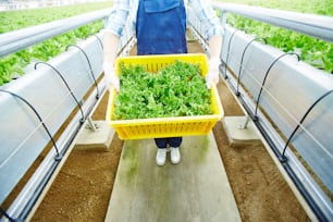 Unrecognizable worker holding container with freshly picked organic lettuce in industrial greenhouse
