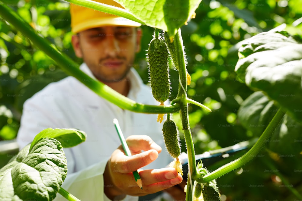 Agroengineer touching small cucumbers hanging on branches in hothouse