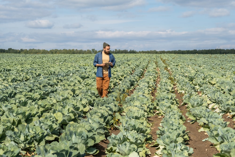 Zeitgenössischer Landwirt mit Tablet, der sich entlang des Kohlfeldes bewegt und die Vegetation betrachtet