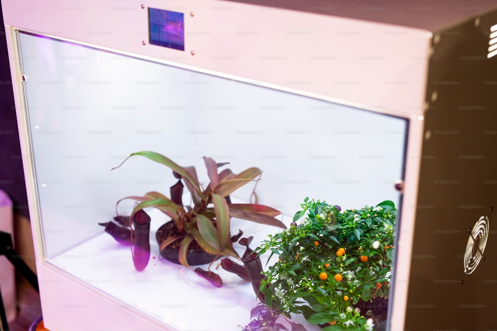 Primo piano di piccole piante in grow box illuminato utilizzato per la fotosintesi delle piante