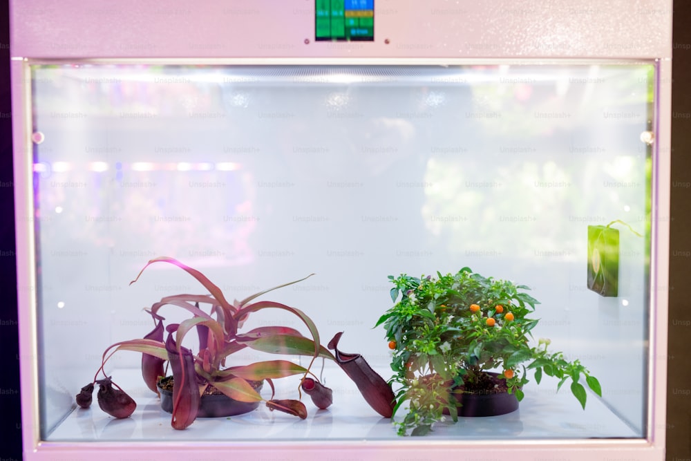 해충으로부터 보호하기 위해 사용되는 격리 된 LED 성장 상자에 배치 된 어린 식물