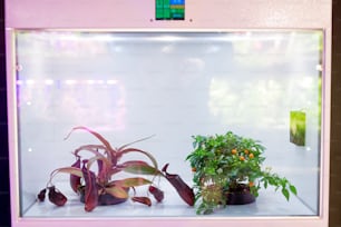 Young plants placed in isolated LED grow box used for protection against pests