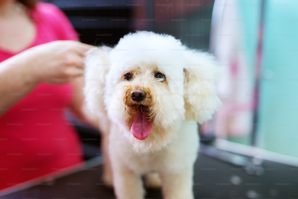 Nahaufnahme eines weißen, kleinen süßen Hundes, der von einer jungen Friseurin friseurin frisiert wird.