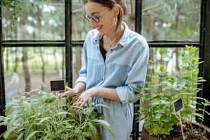 Young woman taking care of plants, growing herbs and flowers in the beautiful greenhouse or flower shop