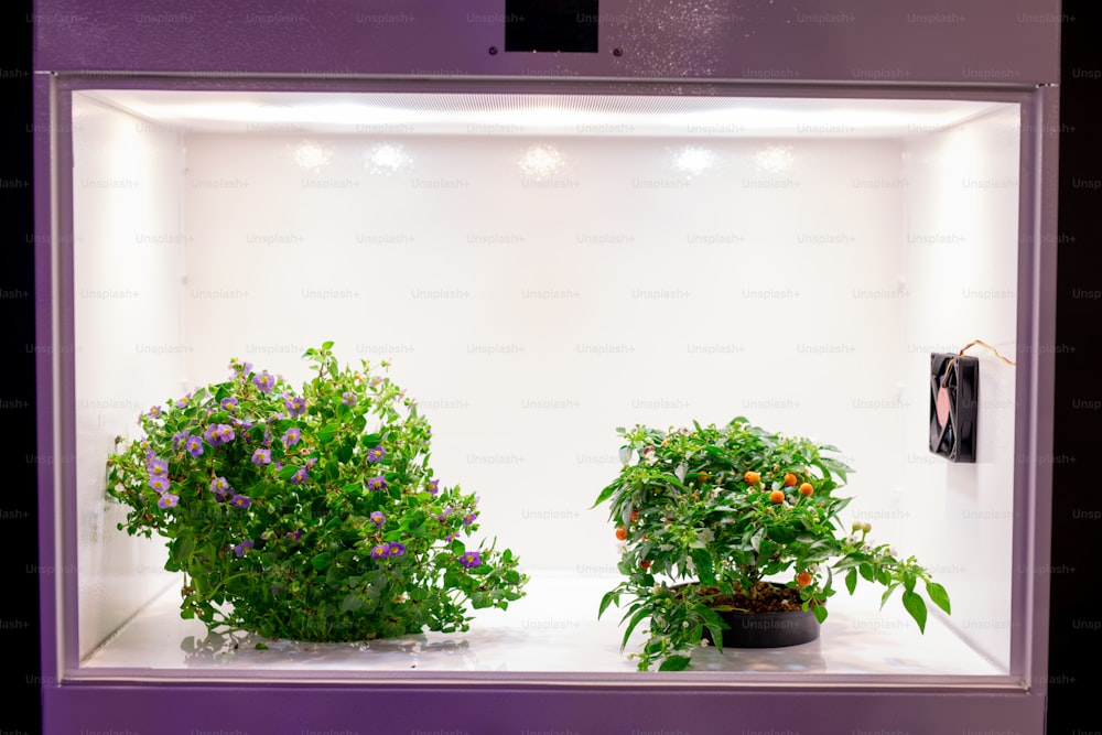 환기 시스템과 밝은 조명이 있는 재배 상자에서 자라는 고립된 개화 식물의 클로즈업