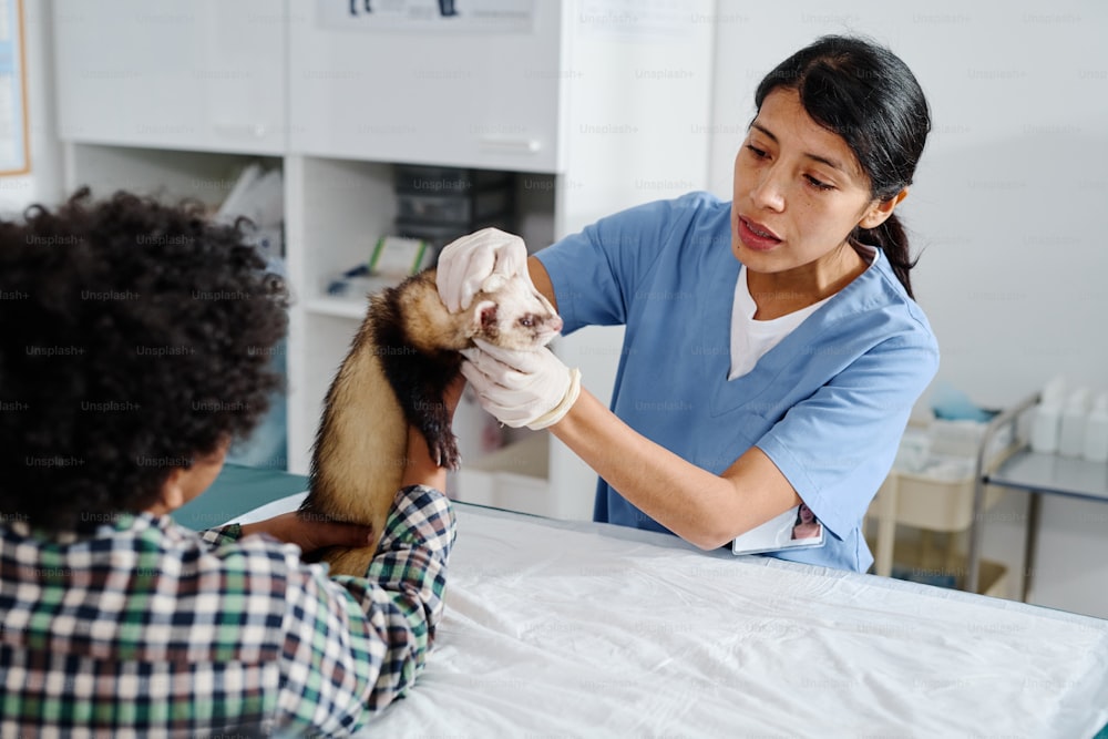 Afroamerikanisches Kind, das sein Frettchen hält und dem hispanischen Tierarzt hilft, es während der medizinischen Untersuchung in der Klinik zu ertasten