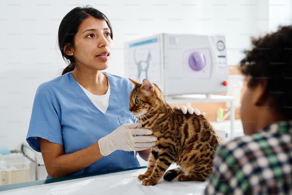 Hispanic woman working in modern vet clinic talking to bengal cats owners while palpating its body