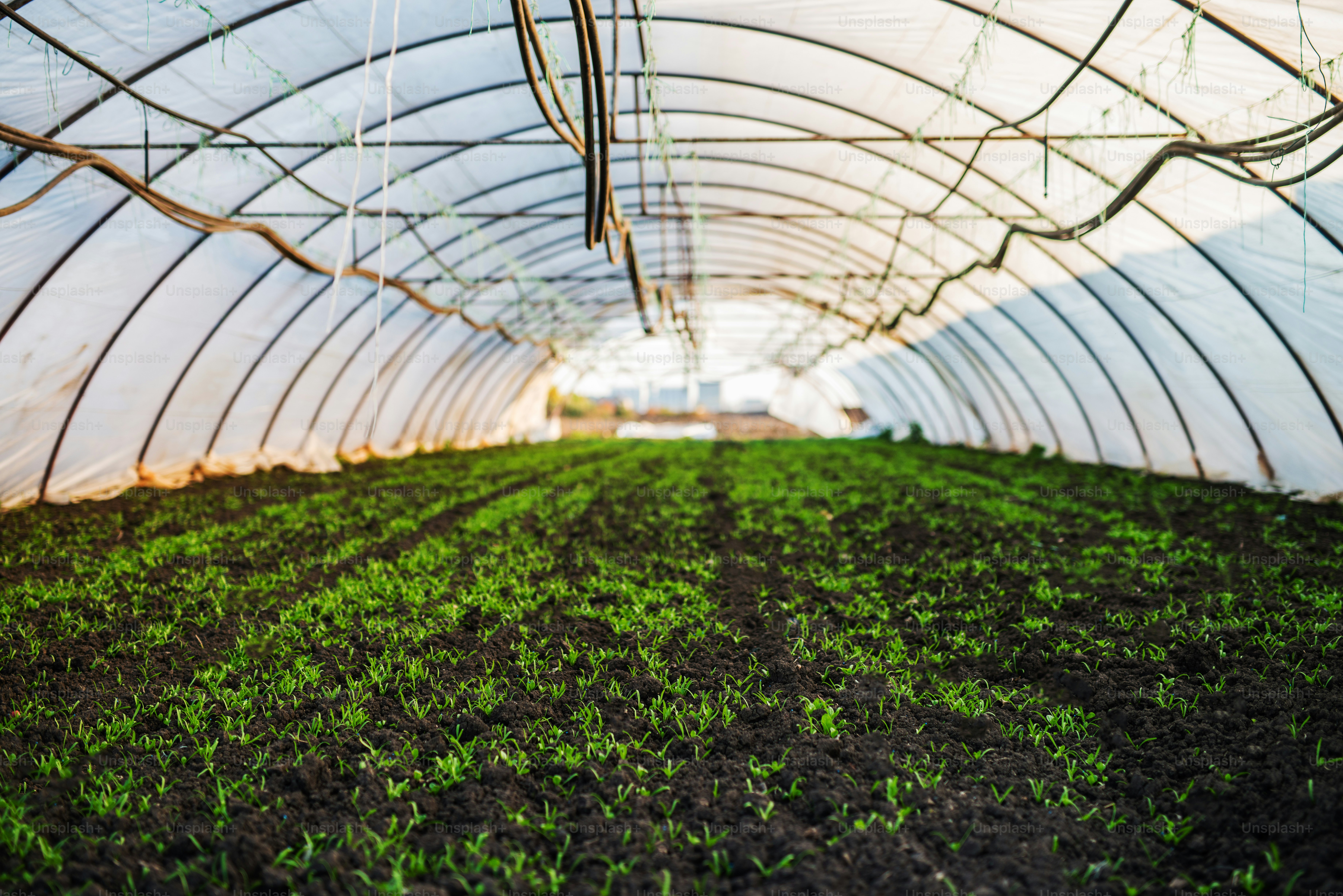 Young small green plants growing in a very large greenhouse. photo ...