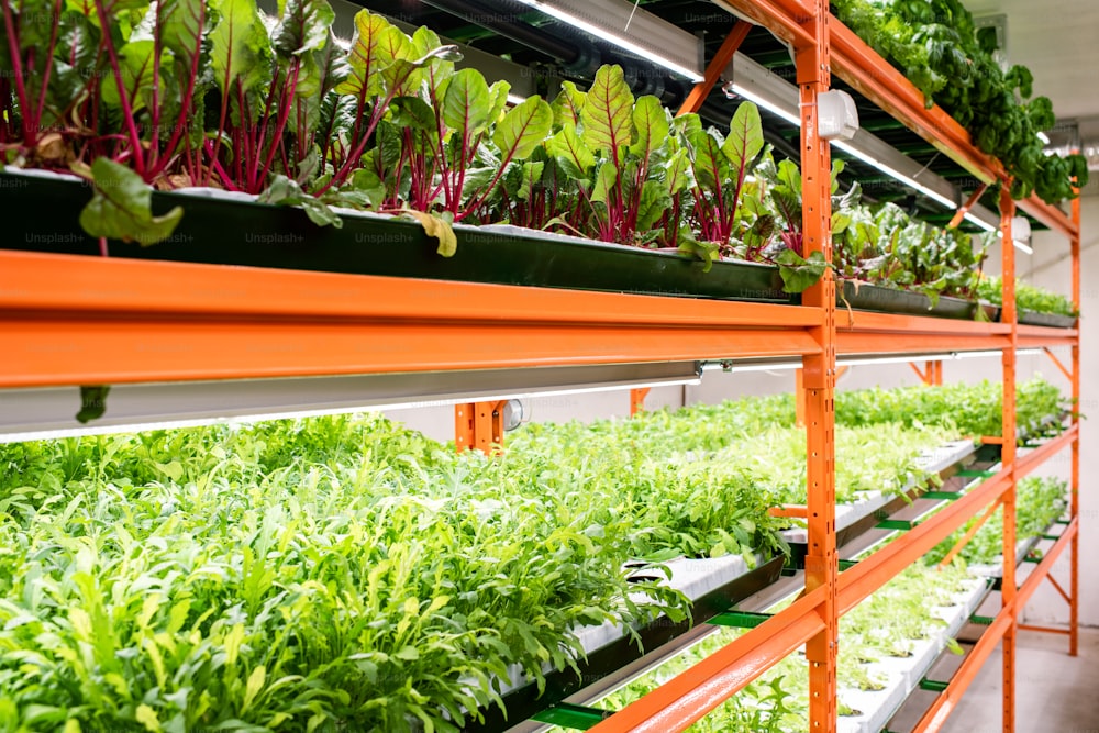 Plántulas verdes de remolacha y otros tipos de hortalizas que crecen en grandes estantes dentro del invernadero