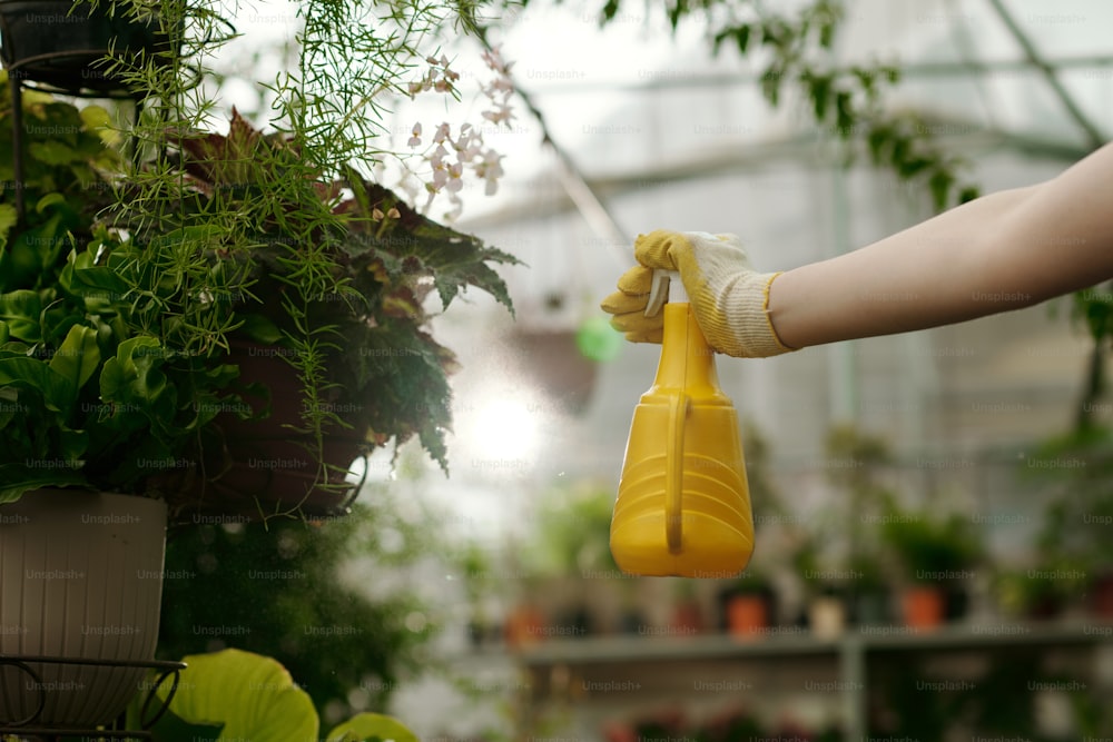 Nahaufnahme des Gärtners, der Wasser auf grüne Topfpflanzen sprüht mit Sprühflasche im Gewächshaus