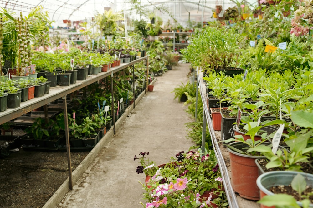 Imagen horizontal de plantas verdes que crecen en macetas en invernadero grande para la venta a jardineros