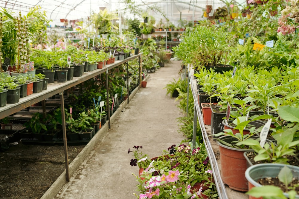 Horizontal image of green plants growing in pots in big greenhouse for sale to gardeners