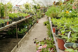 Horizontal image of green plants growing in pots in big greenhouse for sale to gardeners