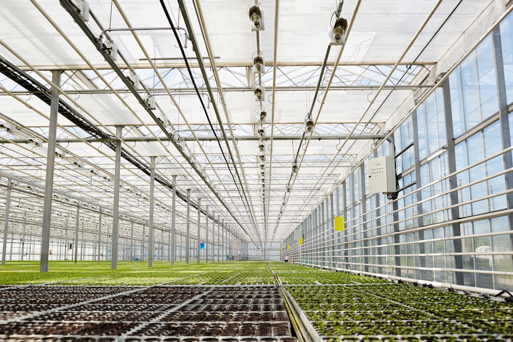Moderna grande serra con enorme piantagione di piantine di lattuga in crescita